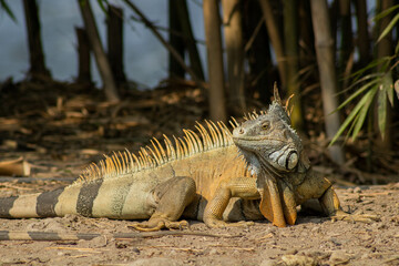 male iguana resting in the sun
