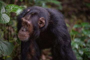 Chimpanzee, Kibale National Forest, Uganda, Africa