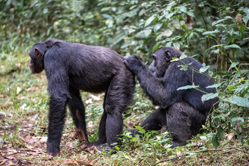Two chimpanzees cleaning bugs off each other, Kibale National Forest, Uganda, Africa