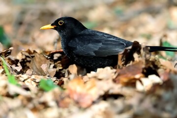Eine männliche Amsel (Turdus merula) im Blätterlaub.