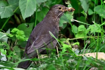 Eine Amsel Weibchen (Turdus merula) mit Würmern für ihre Jungvögel.