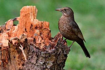 Eine weibliche Amsel (Turdus merula) auf einem Stamm.