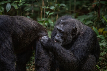 Two chimpanzees cleaning bugs off each other, Kibale National Forest, Uganda, Africa