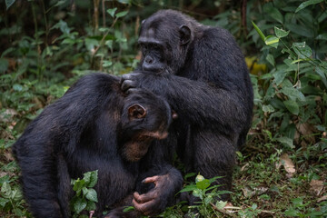 Two chimpanzees cleaning bugs off each other, Kibale National Forest, Uganda, Africa