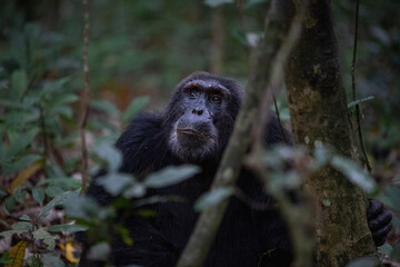 Chimpanzee Portrait, Kibale National Forest, Uganda, Africa