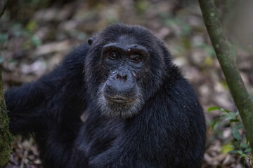 Fototapeta premium Chimpanzee Portrait, Kibale National Forest, Uganda, Africa