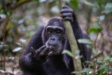 Chimpanzee looking at hand, Kibale National Forest, Uganda, Africa
