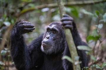 Chimpanzee looking at hand, Kibale National Forest, Uganda, Africa