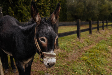 Portrait of a sad donkey in the field.Sad donkey in a greenfield standing quietly looking out over the fence