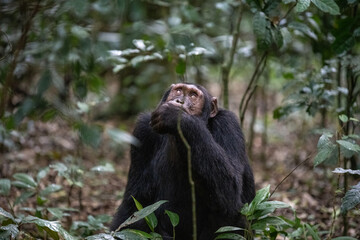 Chimpanzee, Eating, Looking up, Kibale National Forest, Uganda, Africa
