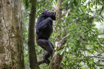 Chimpanzee climbing a tree, Kibale National Forest, Uganda, Africa