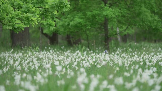 Wild white narcissus flowers glade in the oak forest of Vad, Romania