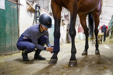 Young girl rider bandaging horse legs before training or competition