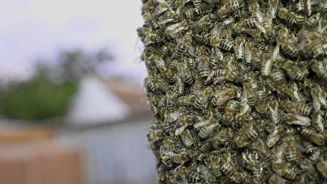 Natural swarming of bees in the apiary. swarm of honey bees. Concept of apiculture, collective work.