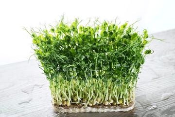 Growing microgreens, home garden. Sprouted green pea