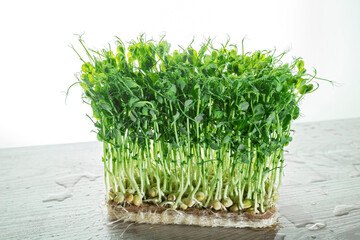 Growing microgreens, home garden. Sprouted green pea