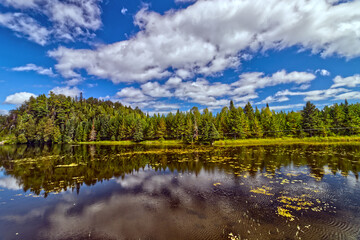 Fototapeta premium Algae floating on a quiet lake near the Canyon - Thunder Bay, Ontario, Canada