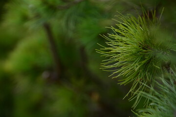 Grün Natur Busch Zweig Tanne Nadeln