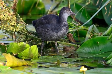 Ein einige Wochen altes Blässhuhn (Fulica atra) auf dem Wasser.