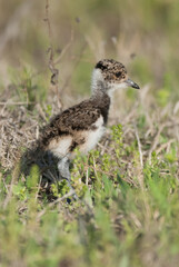 Southern Lapwing chick , La Pampa Argentina