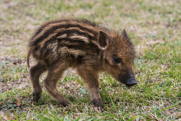 Baby wild boar ,Sus scrofa, La Pampa , Argentina.