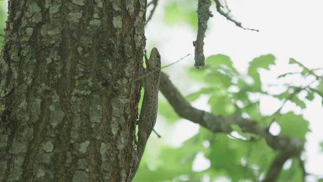 Sand lizard (Lacerta agilis) climbed in a tree to escape from predators