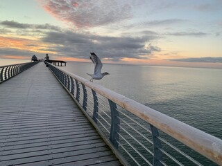 Bird  on the pier