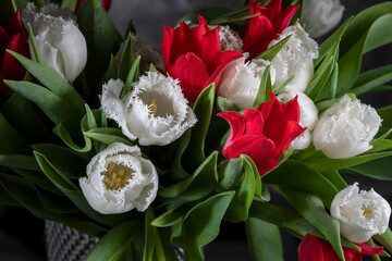 White and red tulips on a blurred background