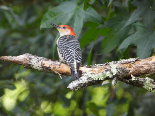 Red Bellied Woodpecker