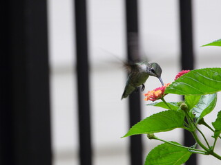 Humming Bird