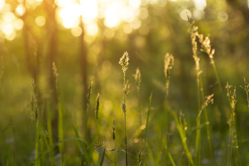 Grass in evening sunset with yellow orange sunlight close up. Nature blurred abstract background with sun bokeh