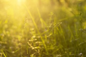 Grass in morning yellow sunlight close up. Nature blurred abstract background with bokeh