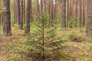 Little young small fir tree close up in spring summer coniferous forest