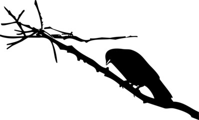 Silhouette d'oiseau sur branche, noir et fond transparent à personnaliser. 