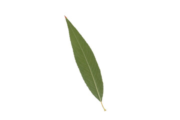 Dried leaves on white background.