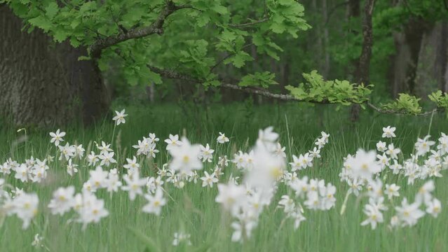 Wild daffodils (Narcissus) white flowers blooming in the oak forest glade wet meadow, Natural Reserve of Vad near Brasov in Romania
