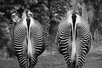 Symetric zebras, Cabarceno