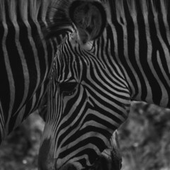 Fototapeta na wymiar Double zebra, Cabarceno