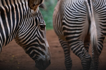 Fototapeta na wymiar Zebra observing, Cabarceno