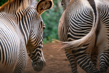 Zebra observing II, Cabarceno