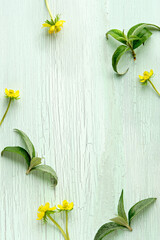 Spring background in shades of green. Springtime leaves and yellow erranthis flowers on cracked aged mint green wood, copy-space.