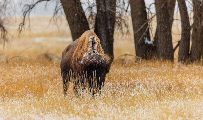 Bison walking in the wilderness of Colorado with snow on them. 