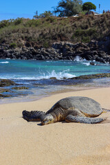 island sea turtle