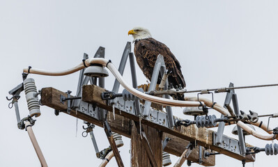 A male bald eagle perched on power pole during winter in Colorado. 