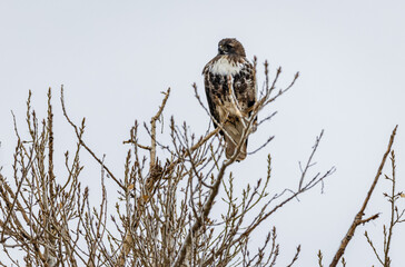 A juvenile eagle sitting in a tree top during winter cold in Colorado. 