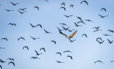 A juvenile bald eagle flying among dozens of geese over a frozen lake in Colorado. 