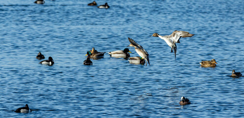 A male and female Pintail ducks flying over a partially frozen lake in Colorado. 