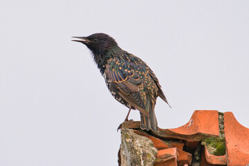 blackbird on a fence
