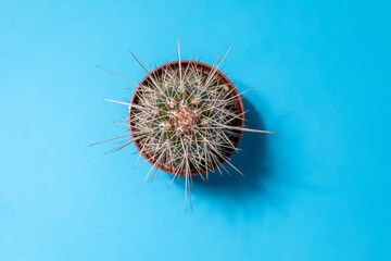 Small Echinocereus stramineus cactus with long spines in flower pot on blue background. Flat lay