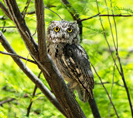 Western Screech Owl In Tree